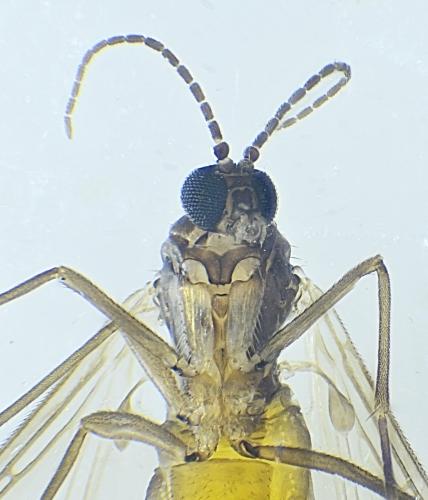 Lycoriella sp.